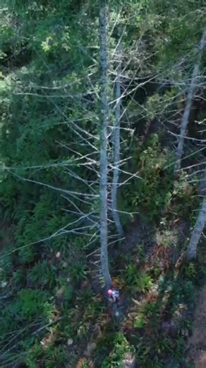 Generations of timber fallers built this industry with skill, pride and courage. We’re here to carry that legacy forward - to show up, stand tall and let ’em know the #timberindustry still matters. •••• #logging #logginglife #timberfaller #sustainableforestry #bluecollar #dirtyhandscleanmoney #loggertok #loggingvideos #dronefootage #heavyequipmentoperator #heavyequipmentlife #loggerandproud #dronepointofview #forestry #inthewoods #LetEmKnow #shaboozey #timberstrong #ruralamerica #BackboneOfAmeri