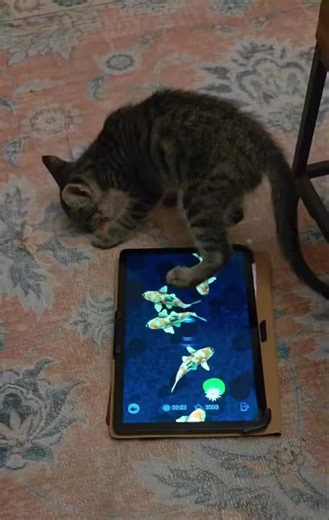 A true 21st century cat needs the latest in enrichment to keep them occupied. Just ask Piccolo! 📱 🐾Piccolo is only 9 weeks young and is already learning the ropes of both the physical and digital worlds! 🐾Whether it’s digital or IRL, Piccolo is friends with both humans and other cats! 🐾When his iPad is charging, he’s likely exploring new spaces, napping in sunbeams, or batting at (real) toys! 🐾Ready to add a dose of charming, inquisitive love to your life? Download your dose of happiness wi