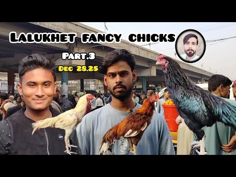 Lalukhet Murga Market Java black Murga fancy chicks & Blog Dec.28.25 white muruga Sunday Karachi
