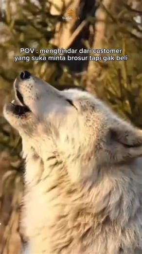 ya setidaknya udah berusaha maksimal mungkin mengait customer biar beli juga🥹 yaudah bund yuuu order sekarang sebelum stok kita habis ✨ - - - ib nemu di reels✨ - #fypシ #fyp #rekomendasi #rekomendasidaster #daster