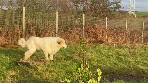 Meet Brody - a white Pyrenean Mountain Dog - who weighs a massive 66kg and stands six feet tall on his hind legs. The six year old canine can munch his way through 1kg of dog biscuits in a single day. Staff at Animal Concern Cumbria are currently looking after him but he'll soon be up for adoption! | The Mail