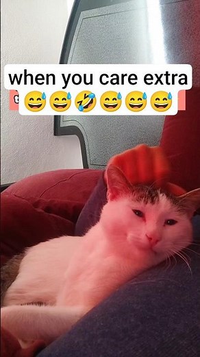 When you massage your cat extra 😅😅 #catshorts #cat #kitten #cutecats #catlovers