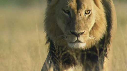 Cecil: The Legacy of a King