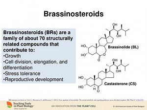 Brassinosteroids - SlideServe