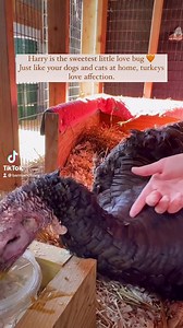 We’ll always give you extra love, Harry 🤎 | Barn Sanctuary