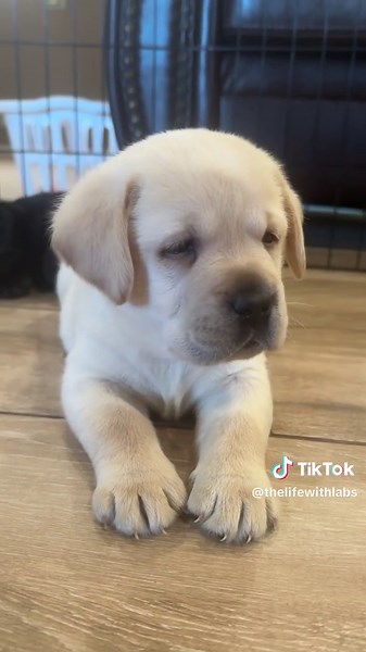 He was a good sport about it 🥹🥰🐾🐶 #pets #doglover #lifewithlabradors #woof #puppy #fyp