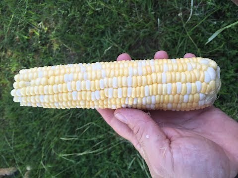 Freezing Corn On The Cob | Useful Knowledge