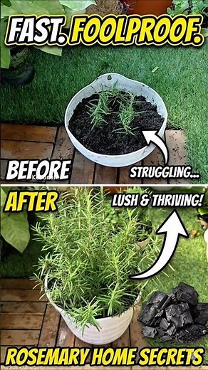 How to Plant Rosemary Like a Pro! 🌿