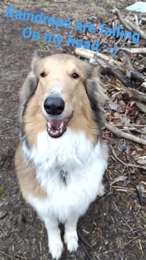 dog fetching the ball in the rain