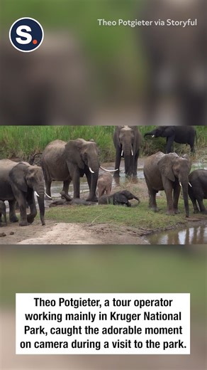 A rare pink albino elephant calf was recently spotted playing by a waterhole in South Africa’s Kruger National Park!🐘 | storyful