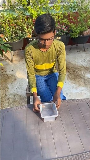 How to grow turmeric easily 🌱