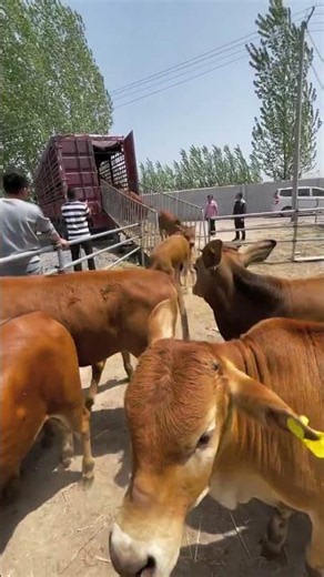 Self-Breeding Yellow Calves on the Farm | Rural Cattle Raising 🐮