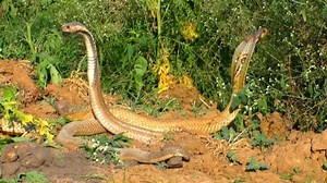 20M views · 159K reactions | Beautiful Animals - Rescue snakes, releasing snakes to the forest | Thế giớ động vật | Facebook