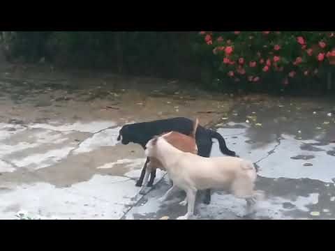 TRIO DE PERROS