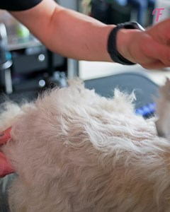 498K views · 10K reactions | Pet rescue in action as caring groomer transforms injured dog. | Tips & Tricks | Facebook
