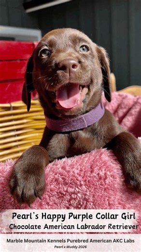 Pearl's Funny, Happy Chocolate Female American Labrador Retriever w Purple Collar - SOLD