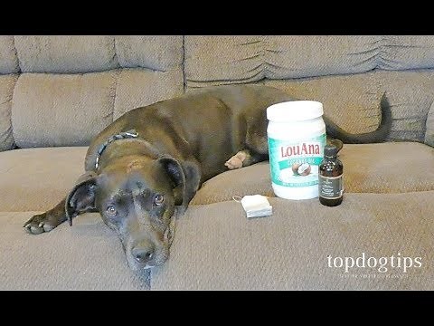 The 3 Best Hot Spot Dog Home Remedy Treatments (With Natural Ingredients)