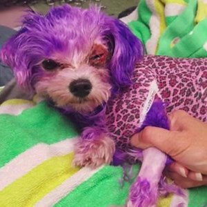 HEARTBREAKING. PLEASE SIGN PETITION Violet is a five-lb maltese mix who almost died after her owner decided to try and dye her violet. It's a horrific case of animal cruelty. Dogs are companions, not accessories. This dog owner should be investigated, charged and prosecuted to the full extent of the law for this abuse! This tragic picture of Violet is when she arrived at the Pinellas County animal shelter. Her eyes were swollen shut and she couldn't move at all. She had burns all over her body a
