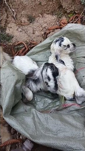 Twin Baby Goats Just 5 Minutes Old 🐐💛#animals #cute #babygoat #babyfarmanimal