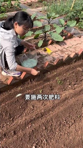 花生怎麼種才能長得好結的多？ #種菜小技巧 #我的小菜園