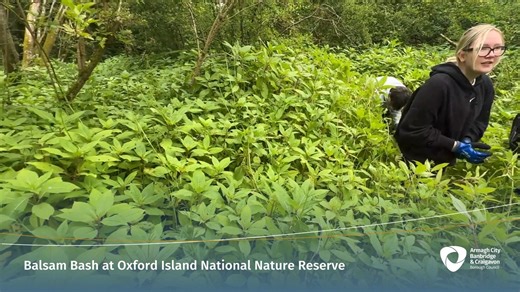 3.2K views · 19 reactions | Watch as thousands of the invasive Himalayan Balsam plants were recently removed from the undergrowth at Oxford Island, as part of our Balsam Bash event to control and eradicate the pesky plant which has spread to many parts of Northern Ireland particularly in areas close to waterways, such as loughs and rivers. Find out more here:  https://bit.ly/4jAw6OC | Armagh City, Banbridge & Craigavon Borough Council | Facebook