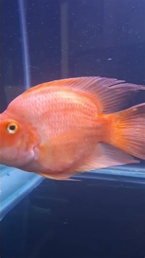 Parrot Fish Tank! Male And Female Parrot Fish! #youtubeshorts #shorts