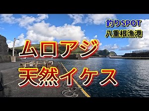 【釣り場案内#2】八重根漁港 ムロアジ確保に最適