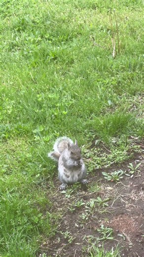 Squirrels Communicate With Tail Signals – Tail flicks warn others of predators or signal territory.