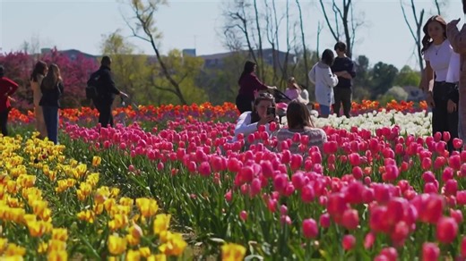 Michigan town goes Dutch with viral Tulip Time festival