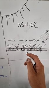 Get your watering right before embarking on a reno journey Here is a quick explanation of short watering vs long watering , or shallow vs deep I will get hold of some catch cups and do a follow up video of the next step which is how to work out run times, most of us know how to do this but some don't ⚠️ Shallow watering creates a Lazy lawn which will always suffer when summer rolls round and then we get "my lawn started turning blue after 2 days " "i water every day but its drying out" "it was g