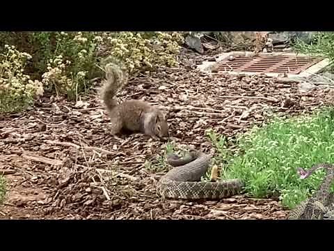 the squirrel tries to chase away the snake