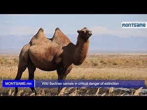 Wild Bactrian camels in critical danger of extinction
