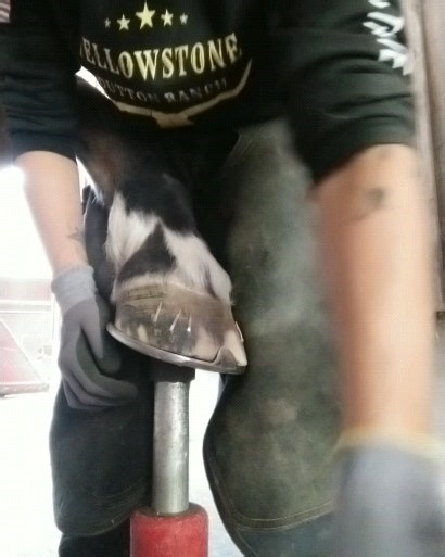 Finish. #hufbeschlagmenegat #farrier #hufeisen #horsejobsarethebestjobs #hufschmied #hufbeschlag | Hufbeschlag Menegat