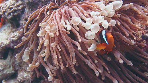 🐠 Dancing with Anemones 🌊 Discovering the playful spirit of the #RedSeaClownfish in their natural ballet among the anemones. These two-banded wonders, with their striking orange and white hues, remind us of the ocean’s endless marvels. #AmphiprionBicinctus #UnderwaterMagic 🔍 A Glimpse into the Reef 🐚 Each dive reveals more of the #Clownfish’s secrets - from their symbiotic dance with anemones to their fascinating life in the warm waters of the #RedSea. It’s a privilege to witness such harmon