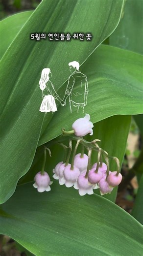은방울꽃 #garden #flowers #다니엘