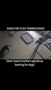  Susie the Mini Dachshund – First Place Training Session! Susie...