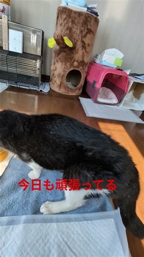 【やまちゃんの朝ご飯】元保護猫#唾液腺がん
