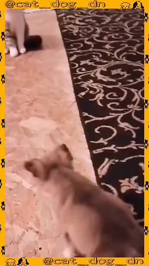 😎🐶🐾😻😹#verifymetiktok #love #pet #dogoftheday #cute #doglovers #pets #catlover #meow #pets #kittens #kitten #kitty