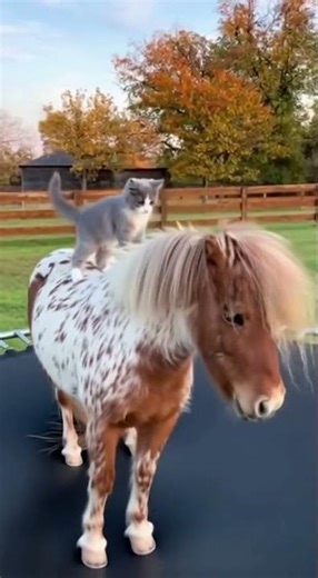 Backyard Circus Madness! 🎭 #viral