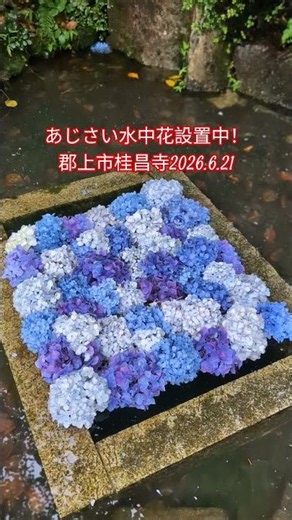 あじさい水中花設置中！郡上市桂昌寺2026.6.21