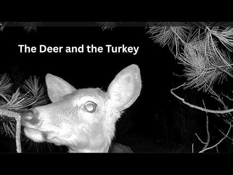 The Deer and the Wild Turkey