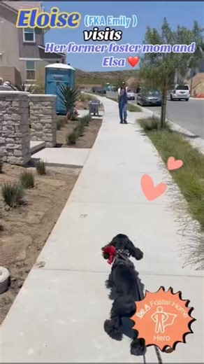 3.6K views · 239 reactions | Adopted cocker spaniel is beside herself when she sees her former foster mom!  | Camp Cocker Rescue | Facebook