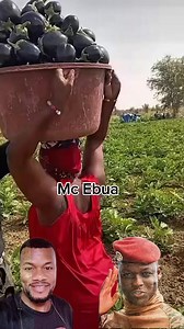 114K views · 6.3K reactions | Burkina Faso  has great soils for vegetables and fruits cultivation. This farm is owned by a burkinabe returnee from France  who wants to develop his country. | The Inspirational Ark | Facebook