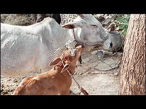 Most Funny And Cute Baby Cow Videos Compilation | Cow and Cow Calf Funny Video | Cow Voice