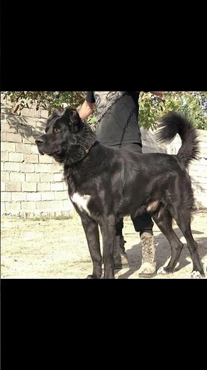 Meet the Sarabi Mastiff (Persian Mastiff) #rarebreed #livestockguardiandog #mastiff