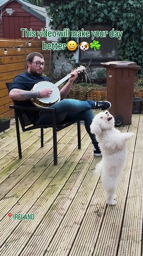 Only in Ireland… where even the dogs know how to dance a proper jig! 😄🐶🎻💚 📸 David Harris Music 💫☘️ #irishmusic #irish #cutedog #dance #irishreels #ireland #jig #dog | Irish Daily