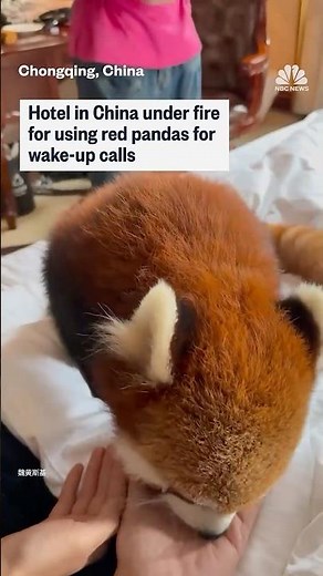 Hotel in China under fire for using red pandas for wake-up calls
