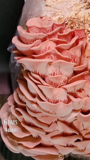 Oyster mushroom growing time lapse