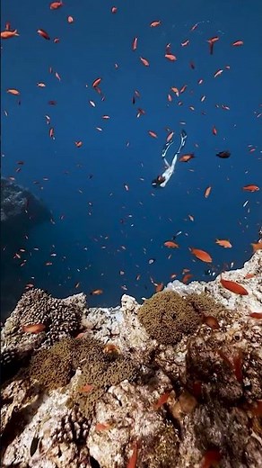 Beautiful Girl Diving in Wonderful Ocean