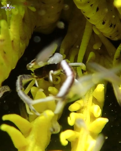41K views · 837 reactions | When crinoid squat lobsters are feasting, they typically extend their specialized feeding appendages to catch food particles. These appendages, called setae, are equipped with fine hairs that trap tiny organisms and organic matter from the water column or surrounding environment. Check out Critter Republic Dive Center for scuba diving in Dauin, Philippines! #shrimp #ocean #marinelife | Critter Hunter | Facebook